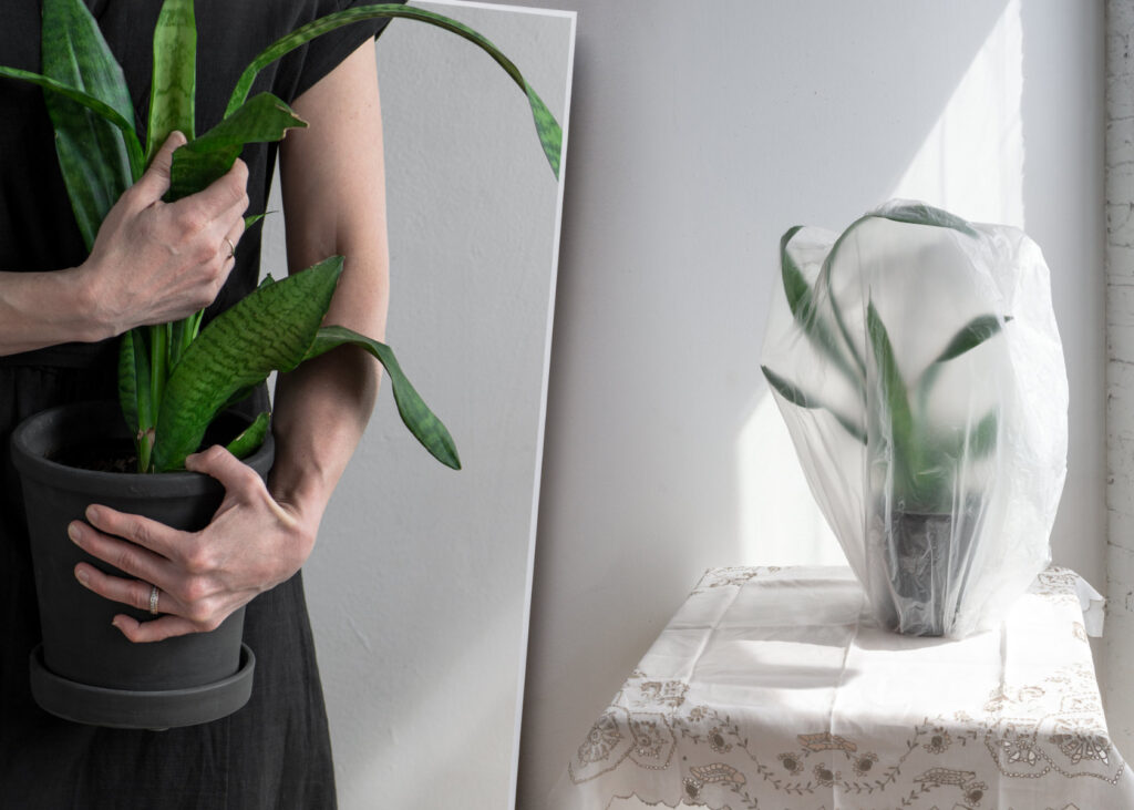 A photo of a woman seen on the left side of the frame and from the neck down only wearing a dark dress and clutching a potted fern plant. The right another plant sits covered in plastic on a small table with a white decorative tablecloth. The white room the subjects are in is brightly-lit by mid-day sunlight shining in